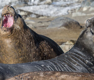 Two large elephant seals have their mouths wide open while lying on a rocky beach area.