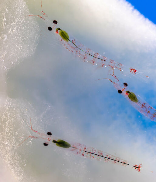 Small, prawn-like animals swim in water. They have large, black eyes and many legs. Their bodies are transparent, with orange spots.