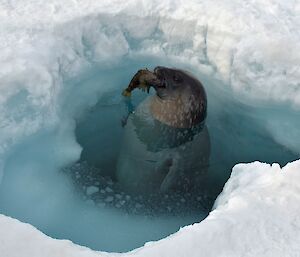 A dark grey seal with a fish in its mouth emerges vertically from the water in a small hole in ice.