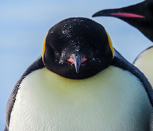 Close up of emperor penguin face