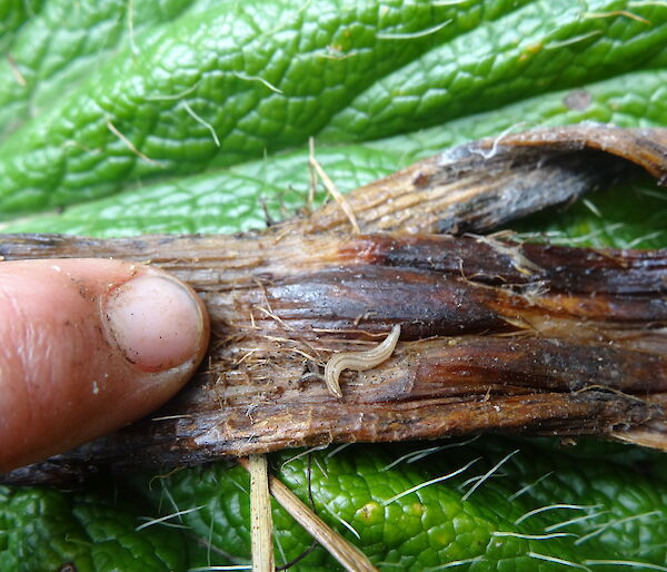 A close up of an invasive flatworm on Macquarie Island next to a finger for scale. The worm is tiny even compared to a fingernail