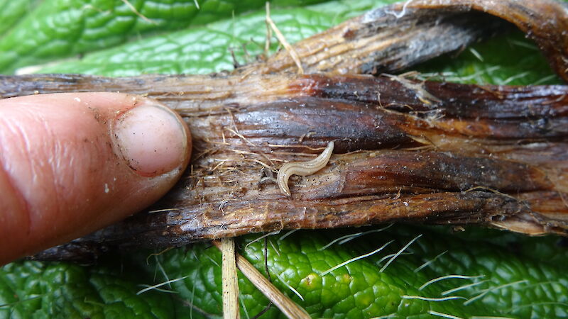 A close up of an invasive flatworm on Macquarie Island next to a finger for scale. The worm is tiny even compared to a fingernail