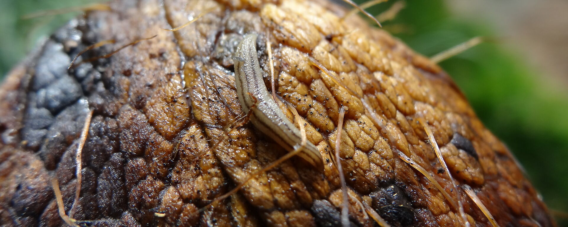 A close up of an invasive flatworm on Macquarie Island