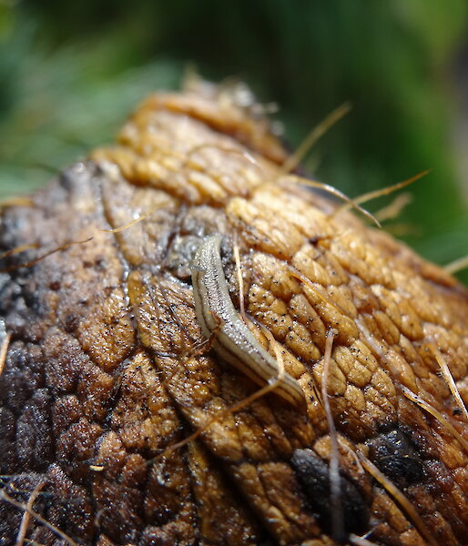 A close up of an invasive flatworm on Macquarie Island