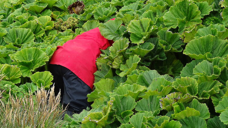 A person in a red coat is hidden under thick vegetation while they look for worms