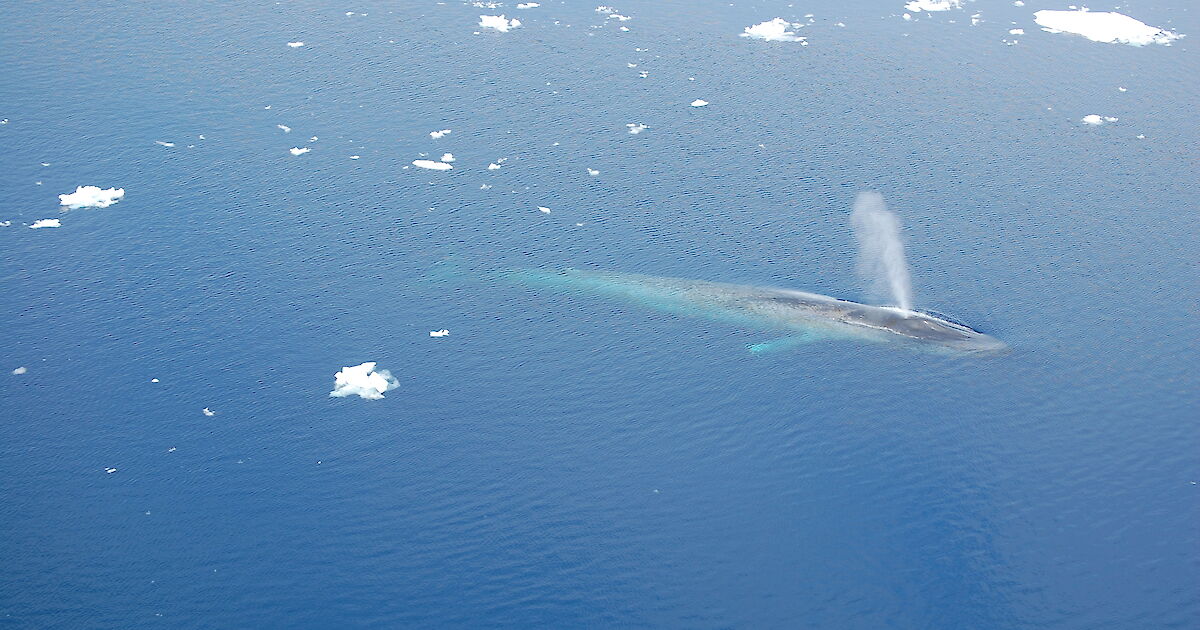 AI better than humans at detecting blue whale calls – Australian