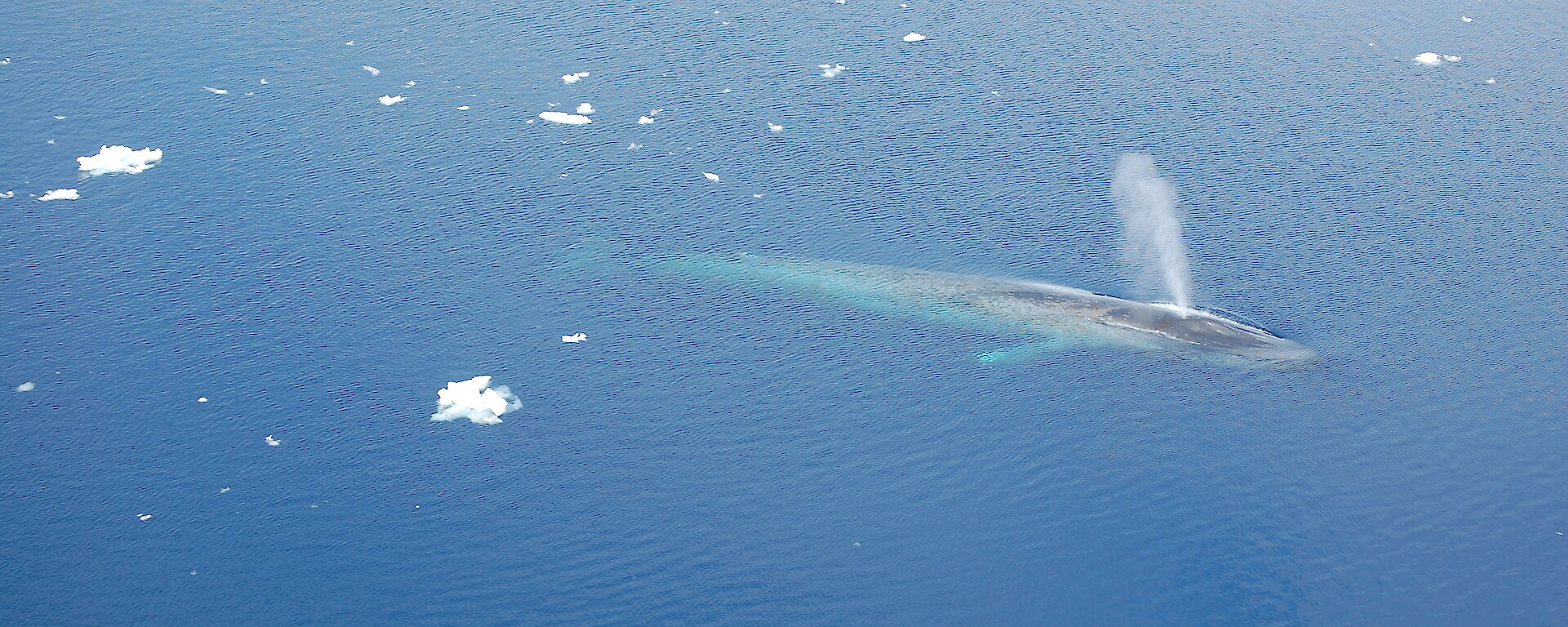 A blue whale surrounded by bergy bits in the ocean.