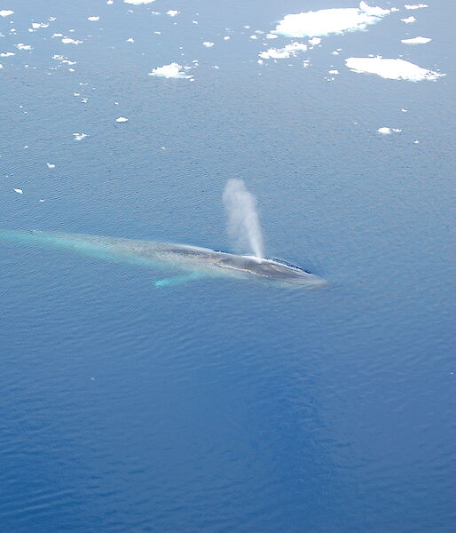 A blue whale surrounded by bergy bits in the ocean.