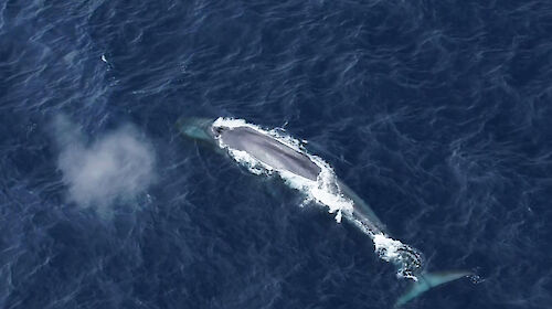 Aerial view of blue whale surfacing in the ocean