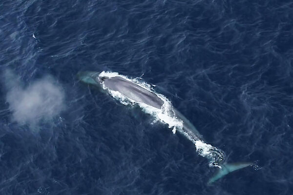 Aerial view of blue whale surfacing in the ocean.