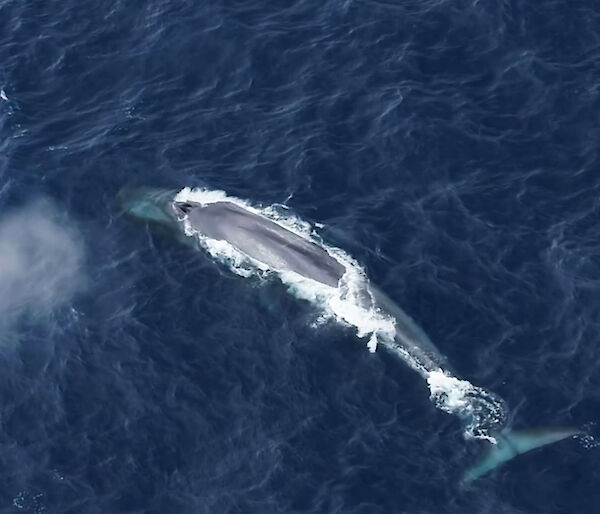 Aerial view of blue whale surfacing in the ocean.