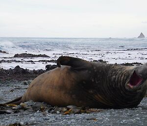 A large seal lays on the shore amongst rocks and seaweed