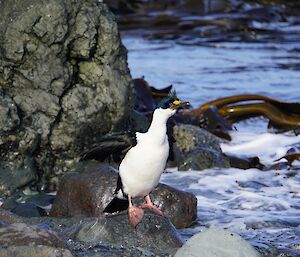 A blue cormorant balances on a rock beside the shore