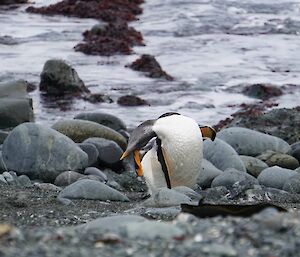 A penguin on the rocky shore scratches it's head