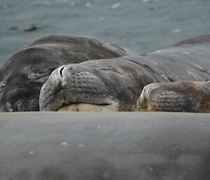 The faces of three snoozing seals lie on the grey sandy shore