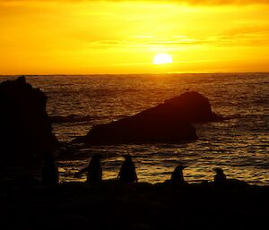 The sun sets over the ocean with four penguins silhouetted from the beach