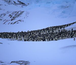 In centre of snow covered valley is a colony of emperor penguins seen from a distance
