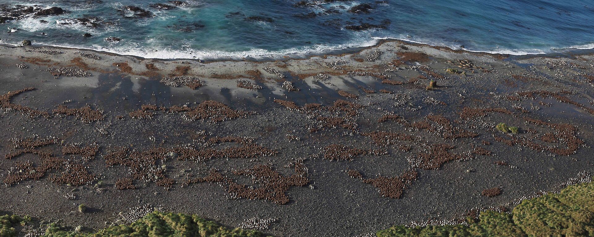 A panoramic view looking down a hill to a pebble beach covered in fluffy brown king penguin chicks, huddled together on the shore.