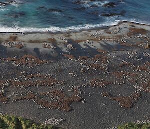 A panoramic view looking down a hill to a pebble beach covered in fluffy brown king penguin chicks, huddled together on the shore.