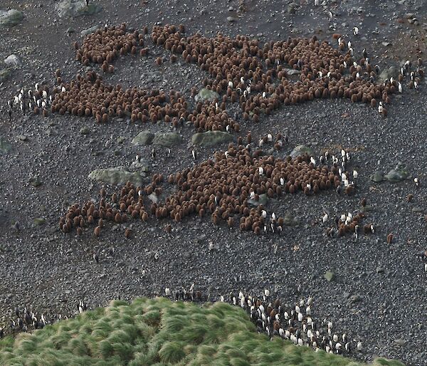 An aerial image looking down to a large colony of fluffy brown king penguin chicks huddled together on a pebble beach.