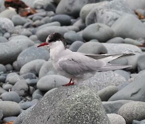 A light grey bird with a black head, red beak and feet sits on a grey rock on a pebbled beach