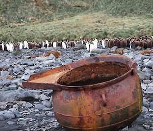 A large,rusty boiling pot sits on a pebble beach.  King penguins can be seen in the background behind.