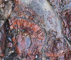 A close up of a wet rock with tones of red and orange rock running through it