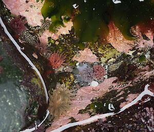 Looking down on to a small rock pool filled with colourful anemones and kelp
