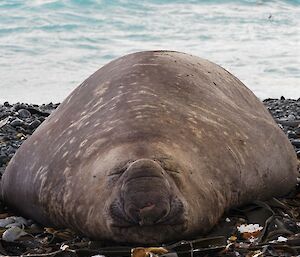 A large bull elephant seal sleeps on a pebble beach with the sea in the background