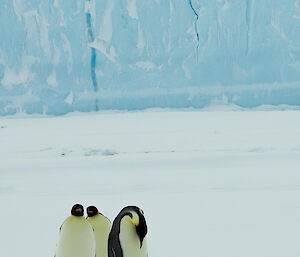 Three penguins walk towards camera, one with head bowed. In the background large ice cliffs.