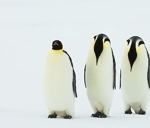 Three large emperor penguins fill frame, two on right bow heads.