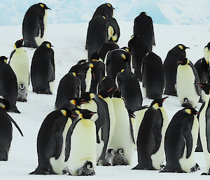 Group of emperor penguins with many chicks on feet
