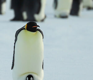 Emperor penguin with chick on feet looking out with brood pouch pushed up. Penguins in background out of focus