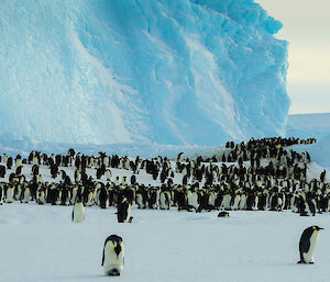 Large icebergs rise above the colony of emperor penguins