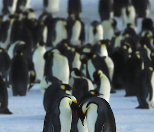 Two emperor penguins with chicks on feet, bow heads towards each other. Large group of penguins behind and out of focus
