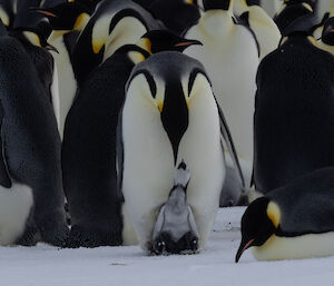 Emperor penguin with chick on feet, center frame. Chick looking up and adult looking down with bowed head