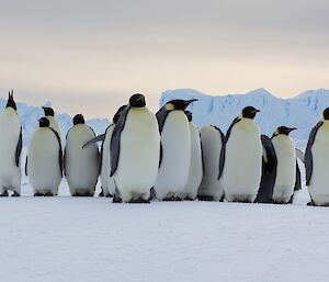 Group of approximately 20 emperor penguins stand across centre of frame, icebergs in background