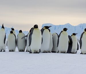 Group of approximately 20 emperor penguins stand across centre of frame, icebergs in background