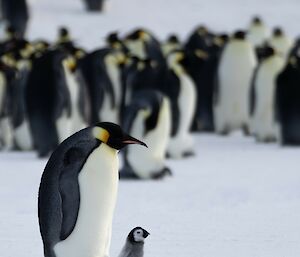 Emperor penguin and chick, with chick stepping onto ice away from parents feet