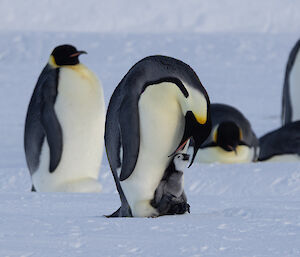 Emperor penguin bows head towards chick sitting on feet and opens beak to feed