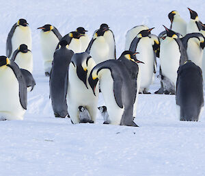 Emperor penguins fill frame, many with chicks on feet. Two center frame turn inwards and bow heads towards chicks on feet who are sticking heads out.
