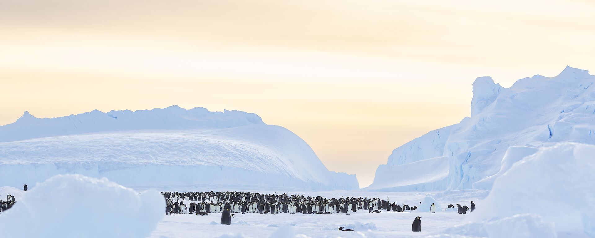 Colony of emperor penguins in a valley between large icebergs