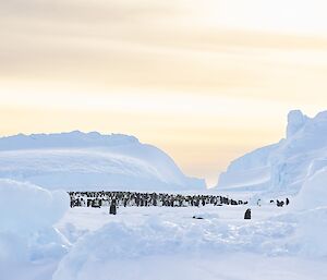 Colony of emperor penguins in a valley between large icebergs