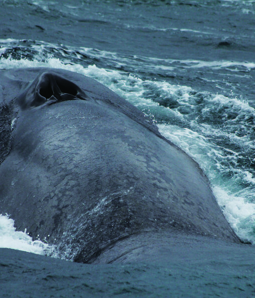 A blue whale surfacing