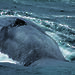 A blue whale surfacing