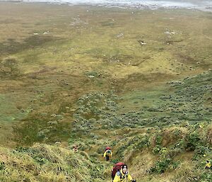 Three climbers walking up a steep track covered in large tussock grass