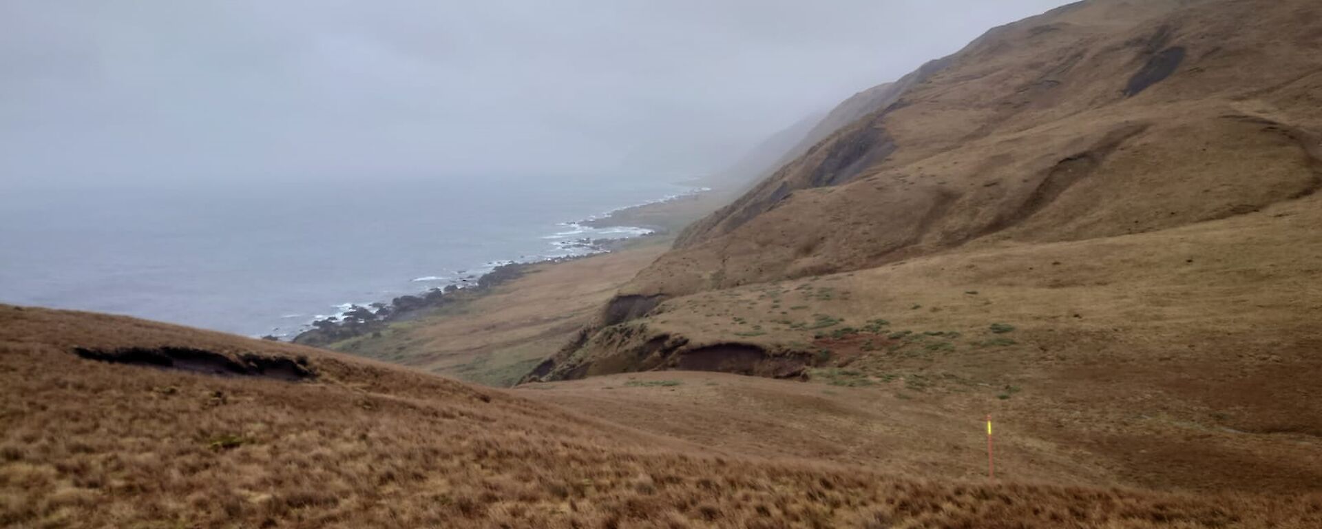 Looking down a tussock covered hill towards the sea