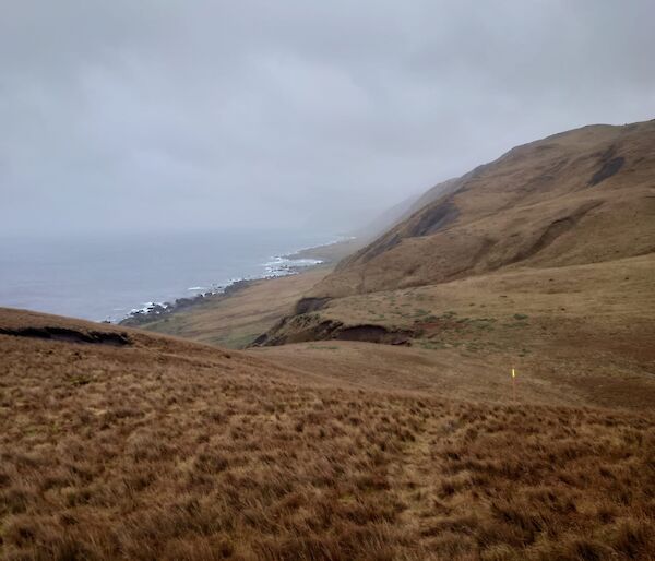 Looking down a tussock covered hill towards the sea