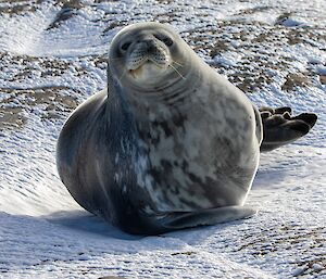 Weddell seal looks to photographer