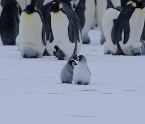 Two small emperor penguin chicks stand together in foreground, with group of adults with chicks on feet in background